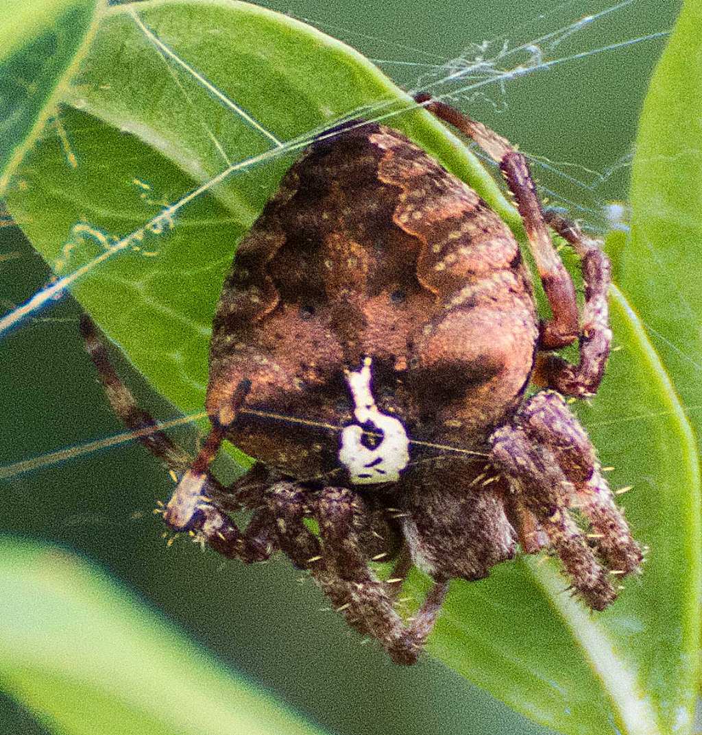 Araneus angulatus